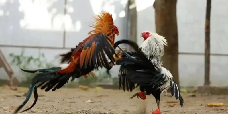 Tỷ lệ trả thưởng và khuyến mãi